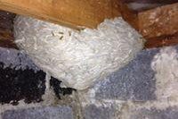 Wasp exterminator, Lasalle, Leamington, Windsor