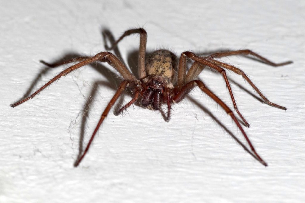 Spider Control Windsor, Essex, Leamington