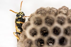 Wasp and horney extermination, Windsor, Kingsville, Harrow