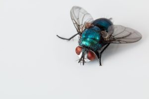 Fly exterminator, Windsor, Lakeshore, Kingsville