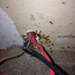 Roach Infestation