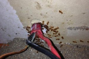 Ant Control and ant extermination