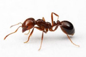ant extermination services, Windsor, Essex, Amherstburg