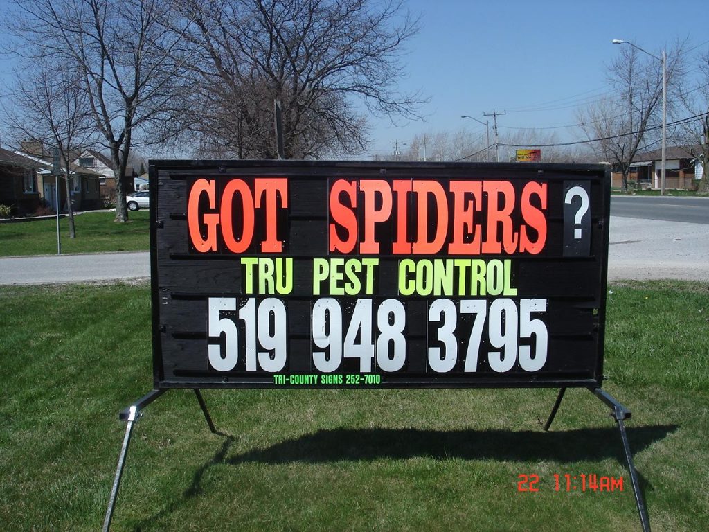 Spider Extermination Services, Windsor